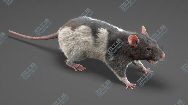 images/goods_img/20210312/Rat (Fur) (4) 3D model/5.jpg